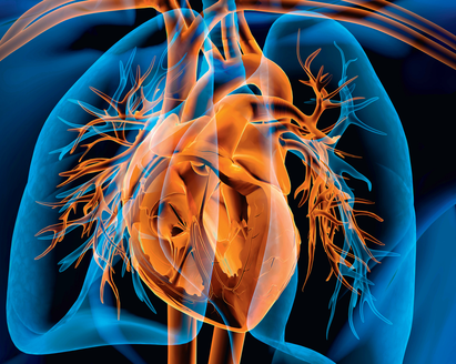 Illustrazione di un torace umano con il cuore in arancione e i polmoni in blu.
